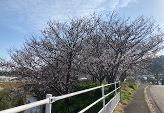 サクラサク