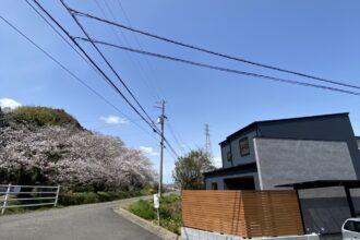新居から見える桜並木…